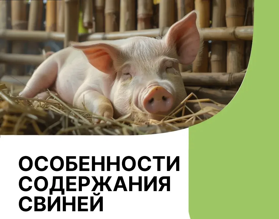 Памятка для владельцев по правилам содержания свиней