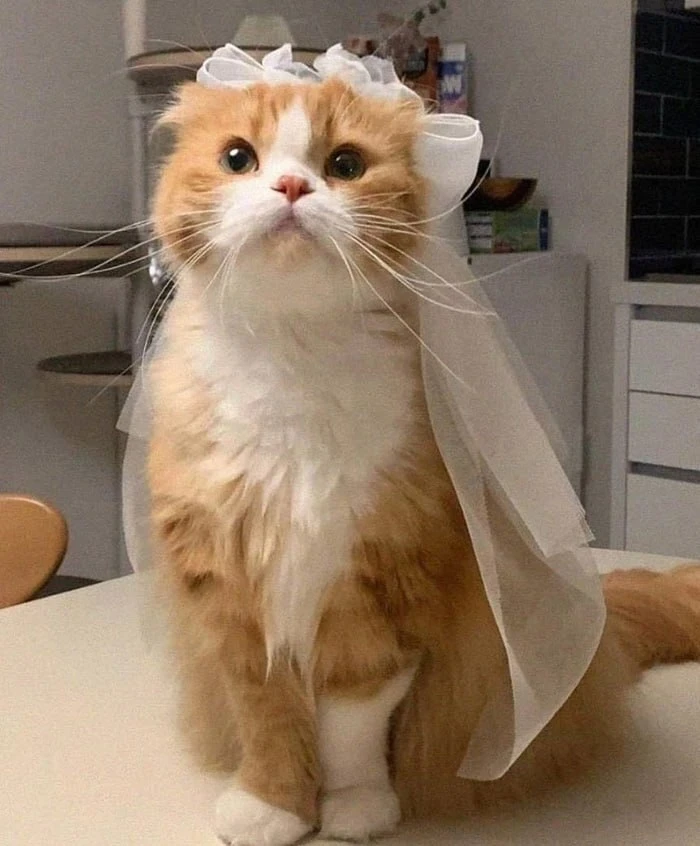 💍 Тельцы, Весы и Скорпионы совсем скоро получат предложение руки и сердца, — астрологи