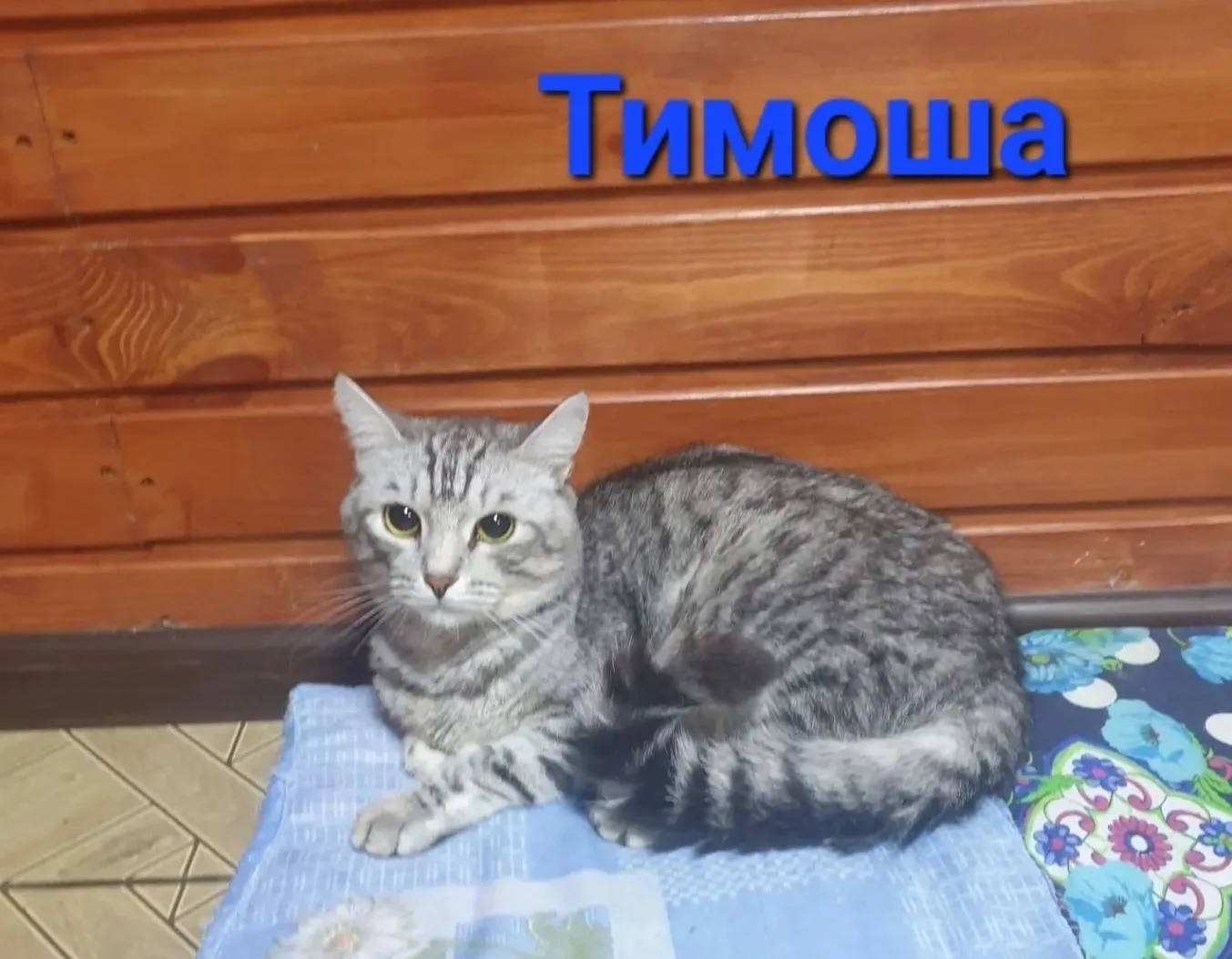 ✨️САМЫЙ ЛАСКОВЫЙ котик ТИМОША ждёт СВОЮ ЛЮБЯЩУЮ СЕМЬЮ ❣