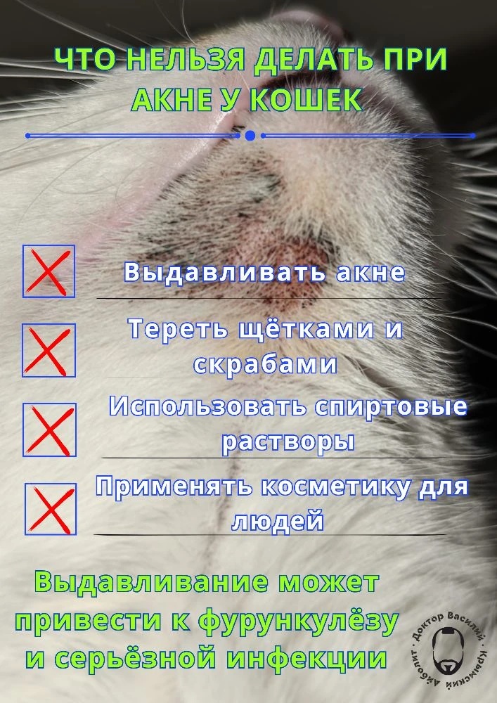 🚨 АКНЕ У КОШЕК: ЧТО ДЕЛАТЬ ?

Акне у кошек — довольно распространённая проблема. Во многих случаях 