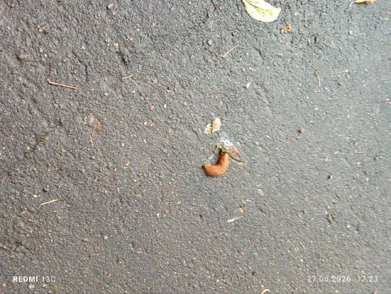 Испанские слизни появились в Москве. 

Их начали замечать в парках и во дворах жилых домов. Эти слиз