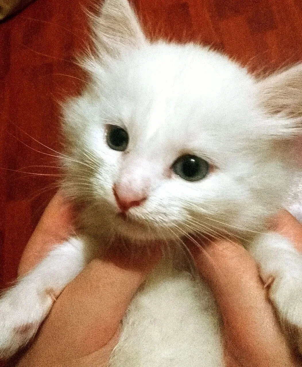 🐱 МИЛЫЕ КОТЯТА ИЩУТ ЛЮБЯЩИХ РОДИТЕЛЕЙ! 🐱Маленькие пушистые комочки счастья ждут своих...
