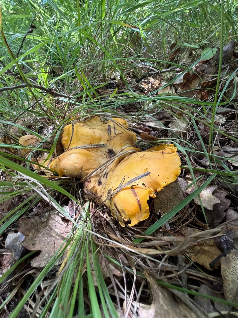 🍄‍🟫 Грибной сезон в разгаре

Смотрите, какие находки сейчас попадаются в лесах Крыма.

А какие гри