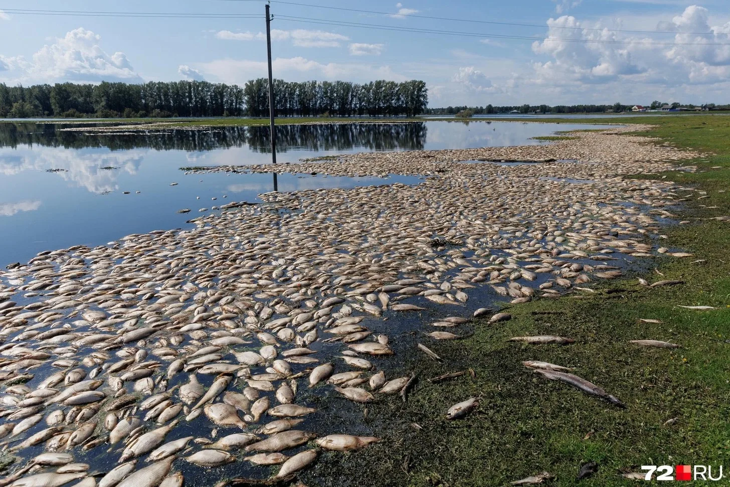 🐟 В Западной Сибири произошел массовый замор рыбы