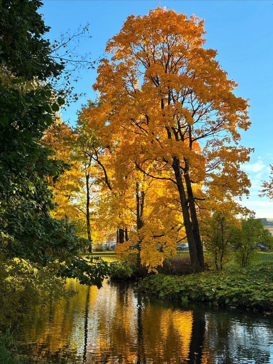 🌳 Александровский парк