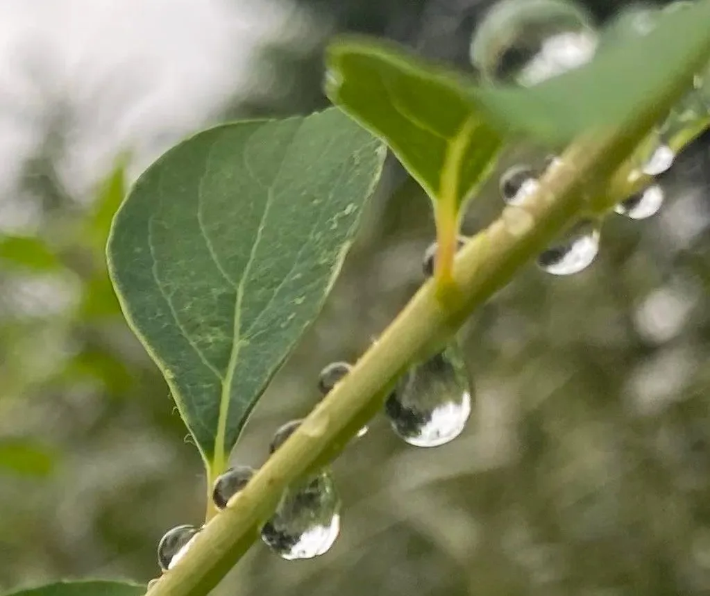 🌧️Внимание! Вечером во Владивостоке ожидается сильный дождь