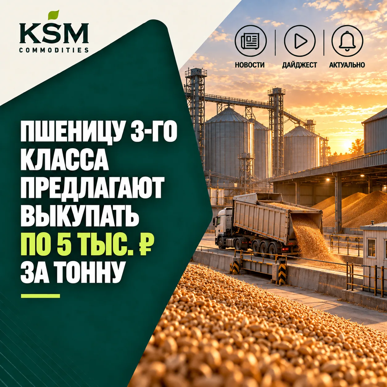 🌾 Пшеницу 3-го класса предлагают выкупать по 5 тыс. рублей за тонну
