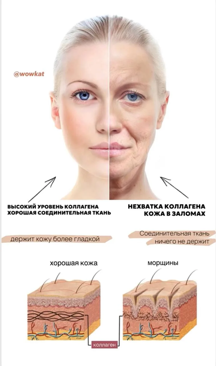 где нужен коллаген в организме, на что влияет, за что отвечает?