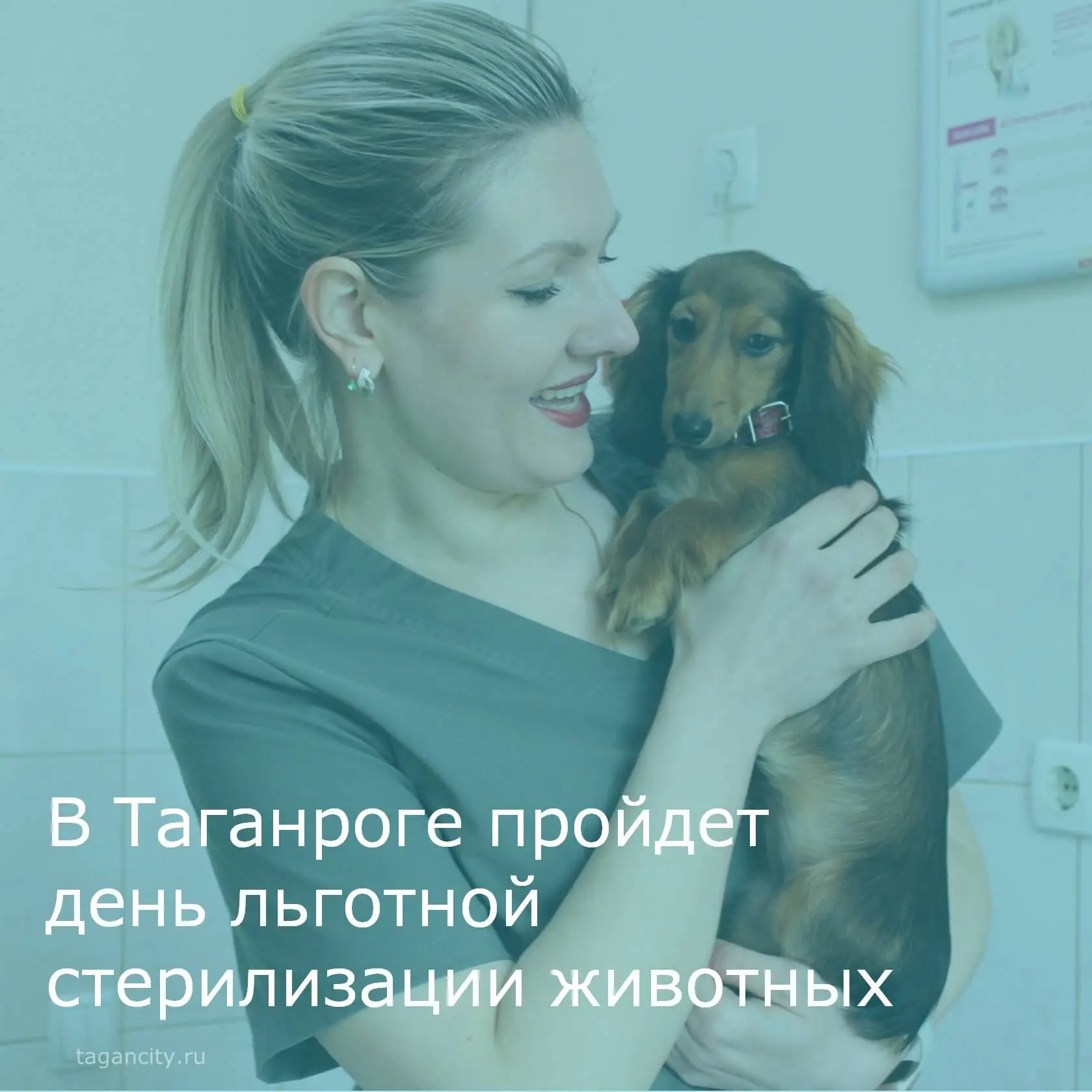 27 августа в Таганроге пройдет день льготной стерилизации животных.