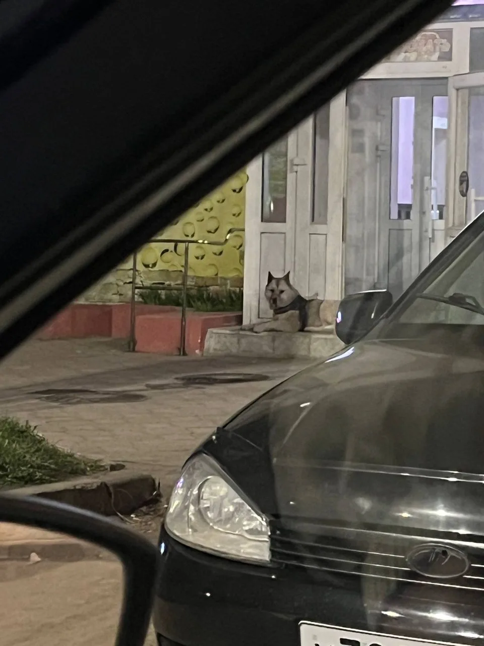 ❗ В городе ищут хозяина собаки  Потеряшка всю ночь бродила по улицам города — её замечали в разных м