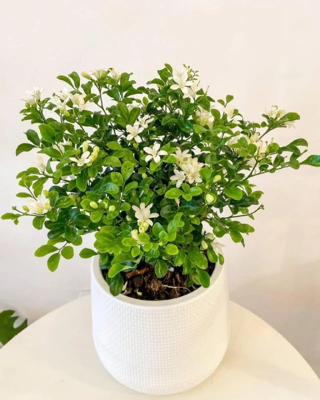Муррайя: цветение и уход 🌿
