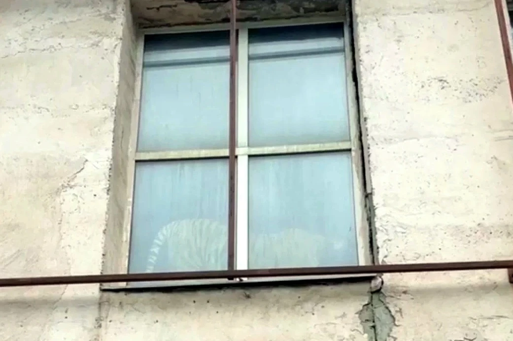 😳🐅 В Перми заметили тигра в мебельном магазине.

Жительница Перми приехала в м/р Бахаревка, чтобы 