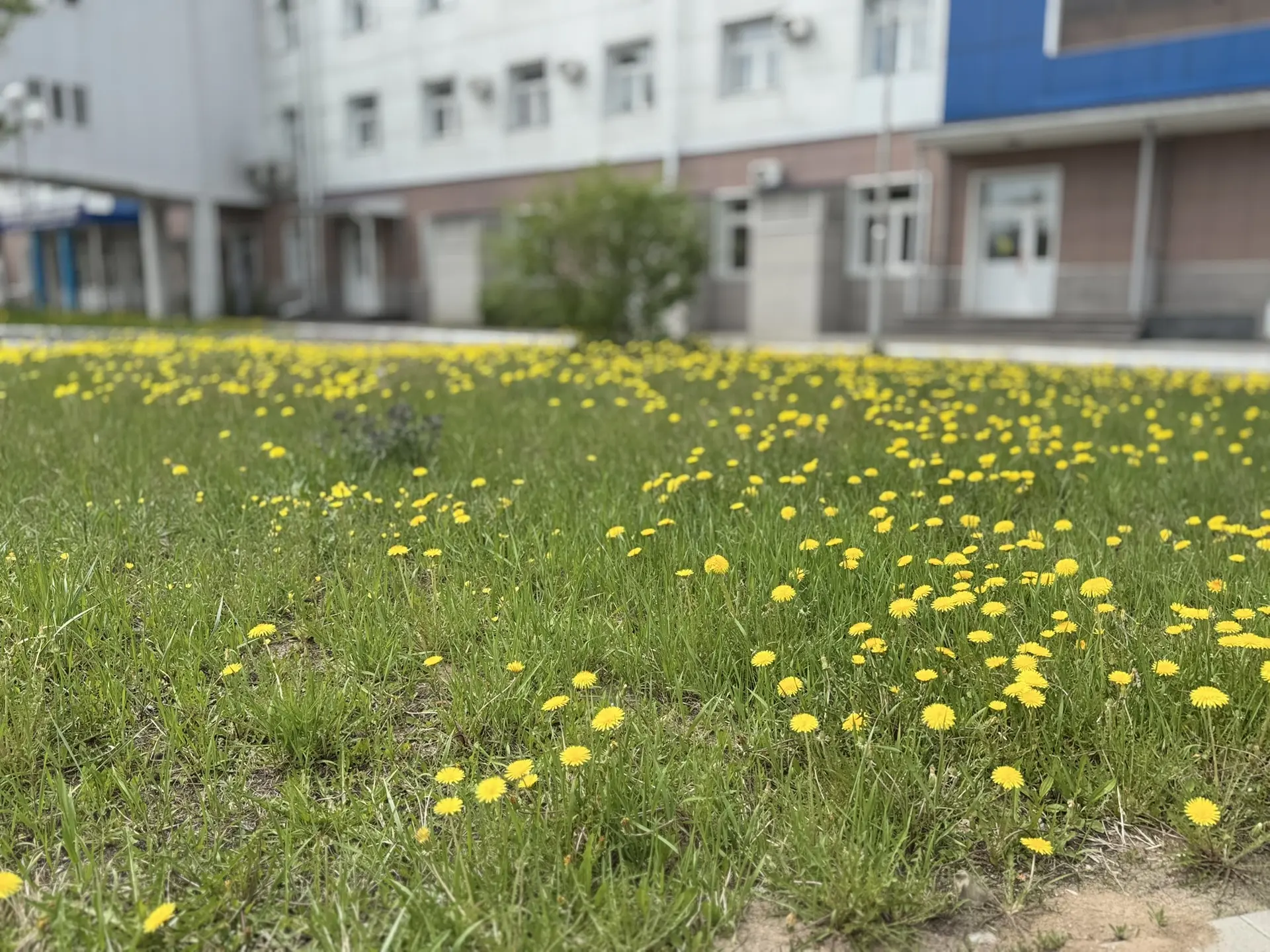 Смотрите, какая красота! Целое поле одуванчиков✨
