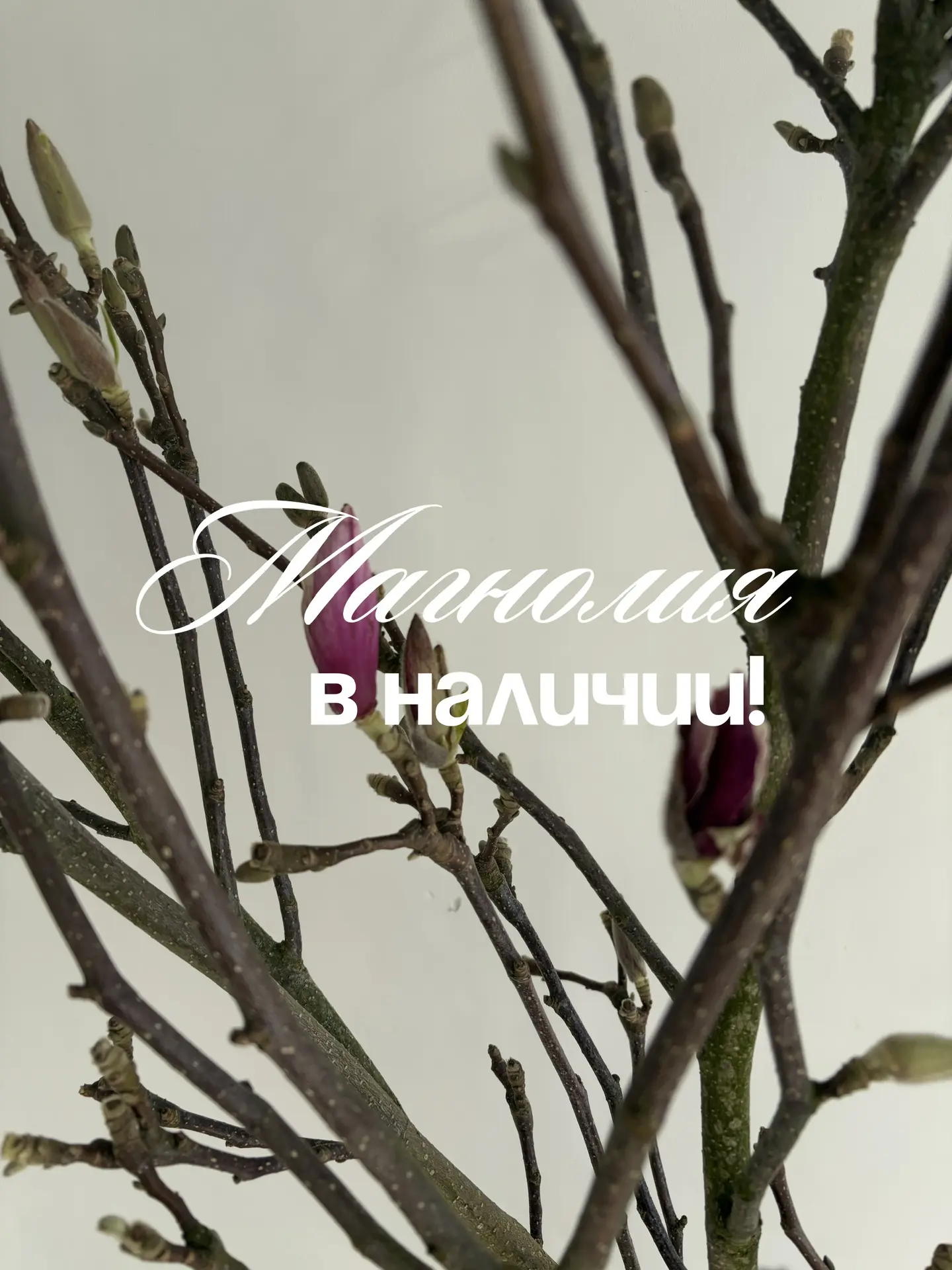 У нас в наличии Магнолия! 🌸