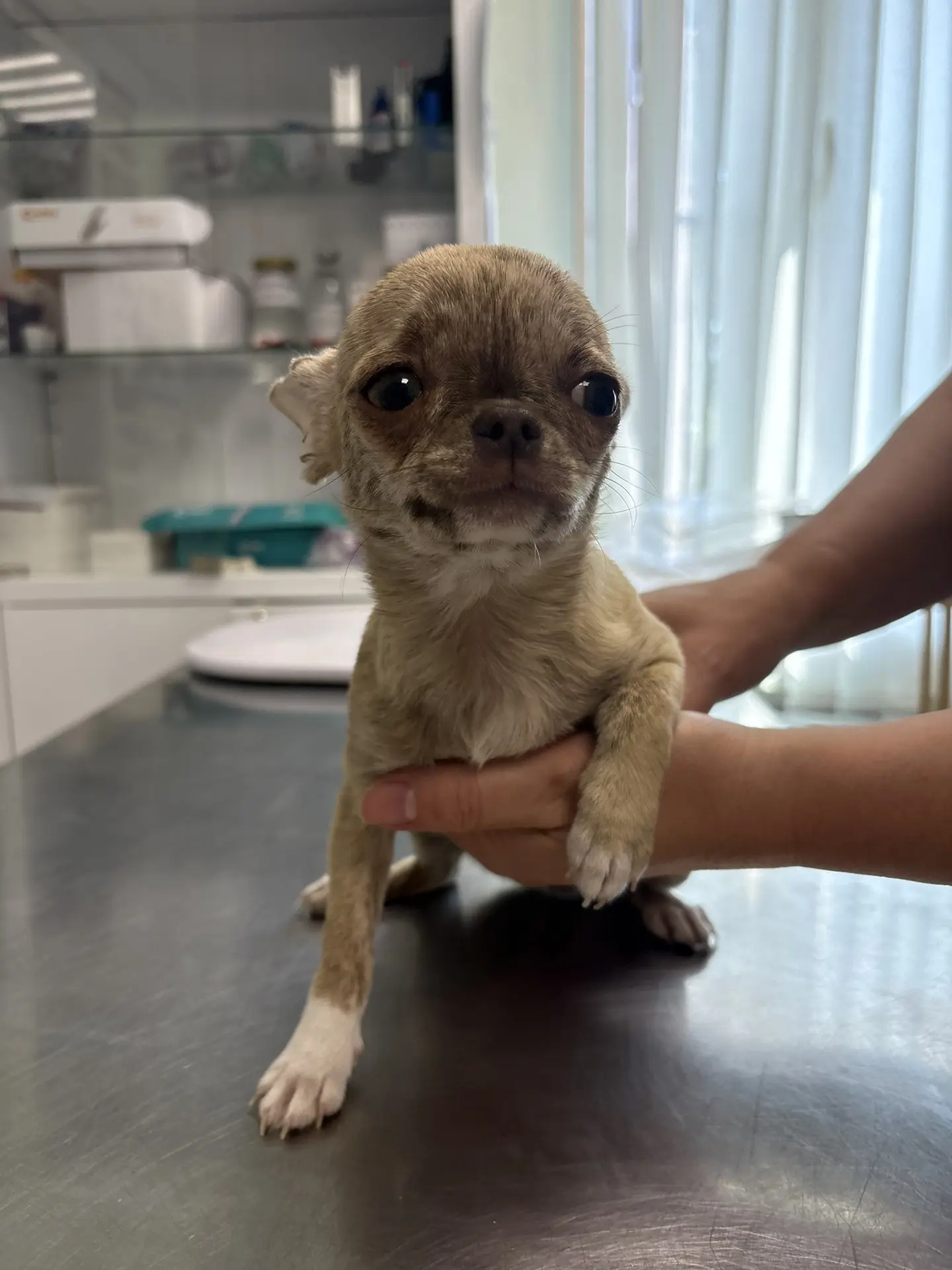 🐾 Щенку нужна прививка от бешенства? Да, и вот почему