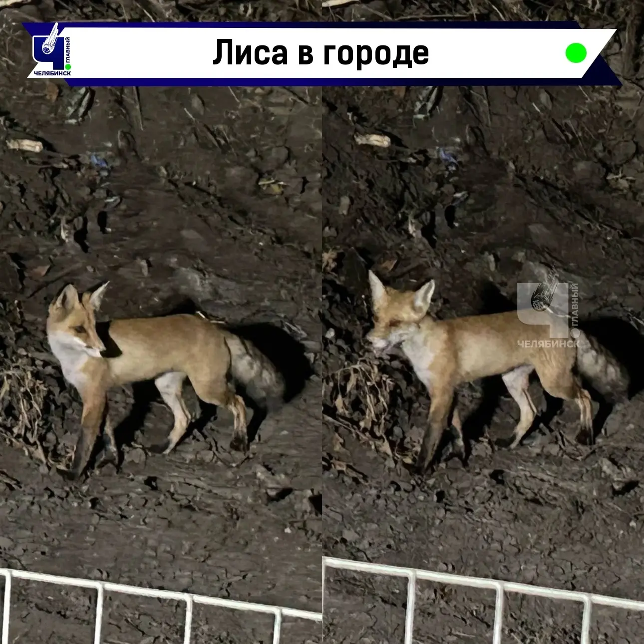 🦊 Лисичку заметили возле Челябинского механического завода