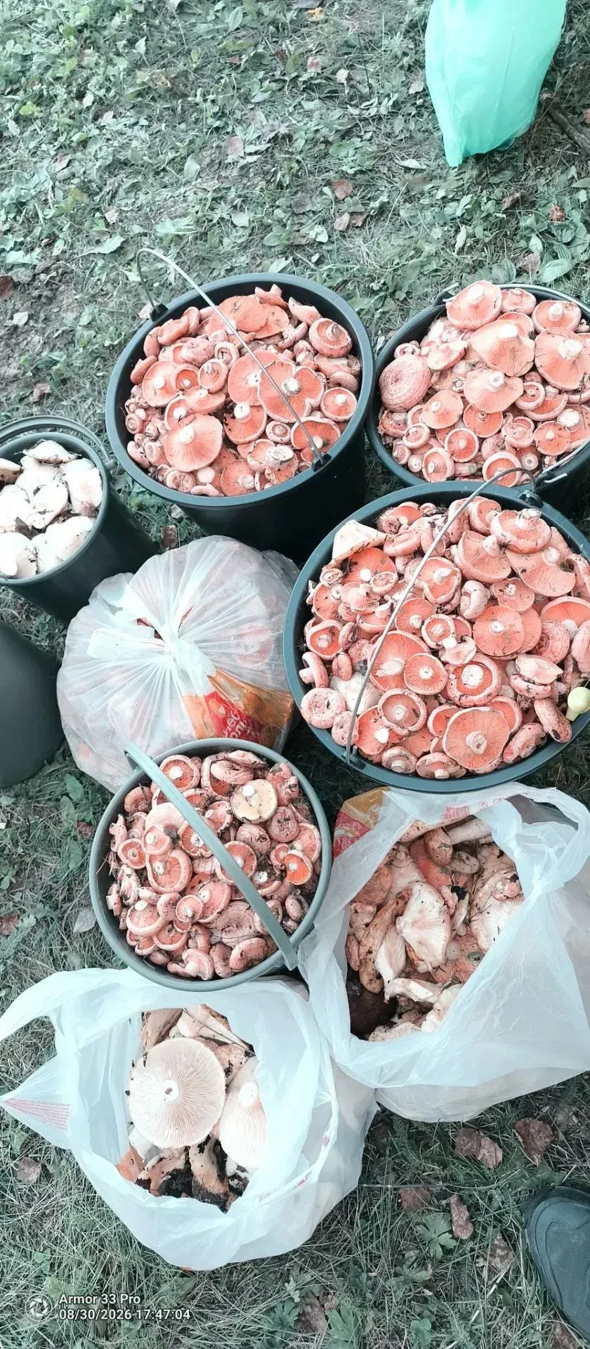 🍁Номинация: «Волшебный лес»