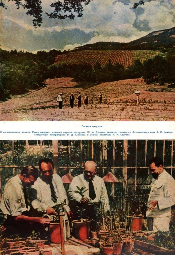 Фоторепортаж из Никитского сада в журнале «Огонёк», 1950 г., август, № 34.  🤓 Никитский ботанический