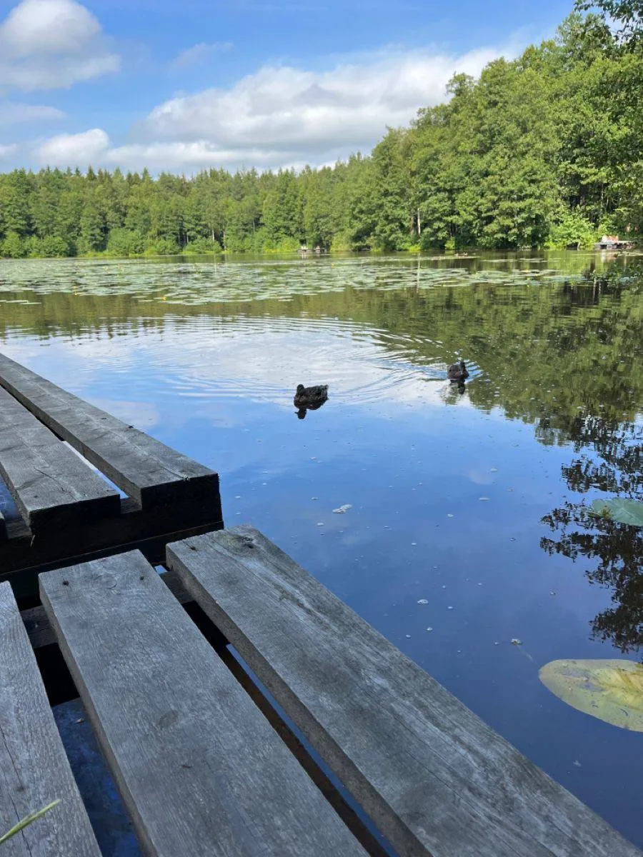 Где можно купаться в Петербурге и Ленобласти: отчет Роспотребнадзора 🏊‍♂️

Роспотребнадзор проверил