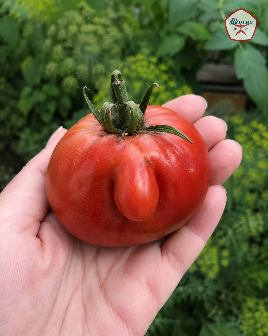 🍅 Кажется, этот помидор хочет что-то сказать…