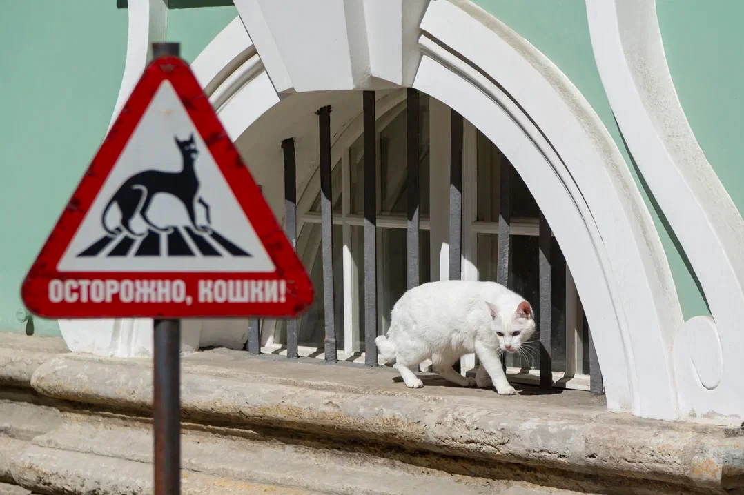 План на выходные — спуститься в подвалы Эрмитажа и познакомиться с его пушистыми хранит...