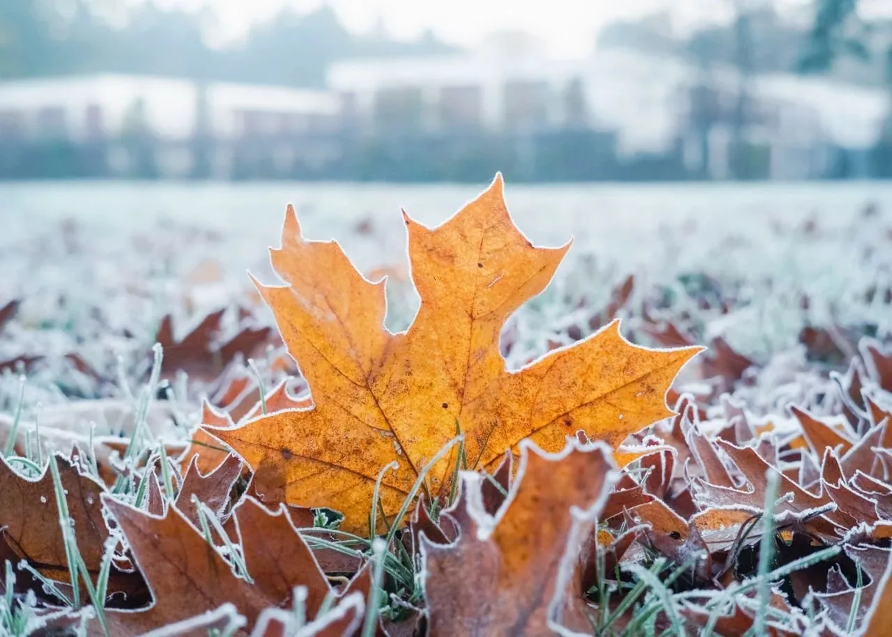 🥶 Заморозки до −4° ожидаются в ЛНР — МЧС уже выпустило экстренное предупреждение