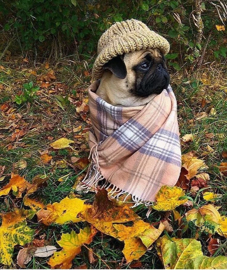 Кичә генә җылы иде бит ...  🍂☁Ә бүген көзнең салкын җиллләре исә. Сентябрь ае җәйдәгеч...