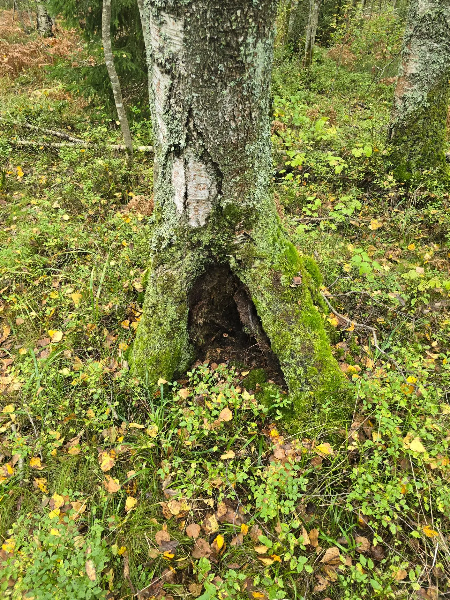 Осенний лес и осенняя Гоша. Завтра с утра пойдём за белыми подальше)))главное,не встрет...