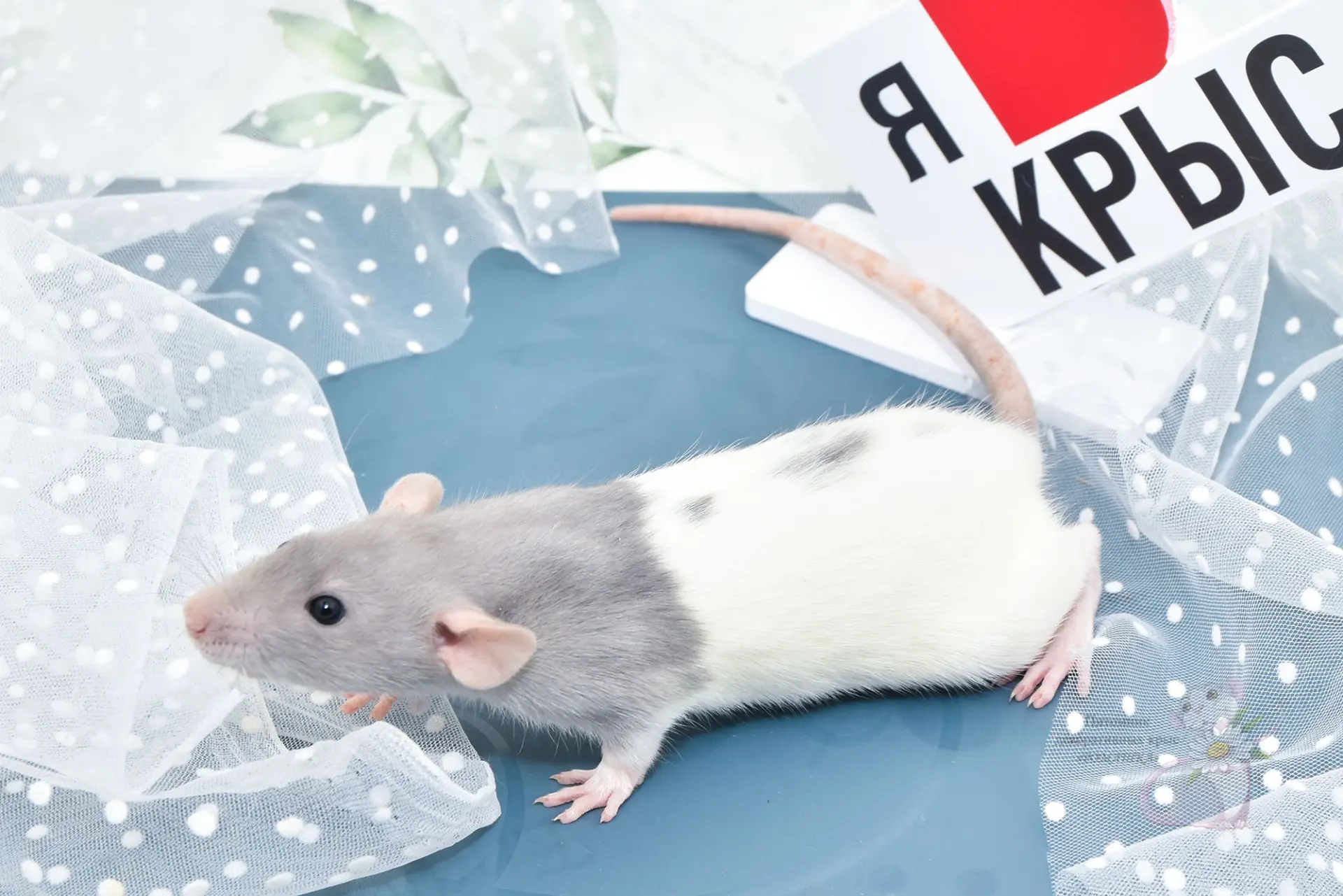 Еще одна партия наикрутейших парней, которые готовы к переезду в новый дом.