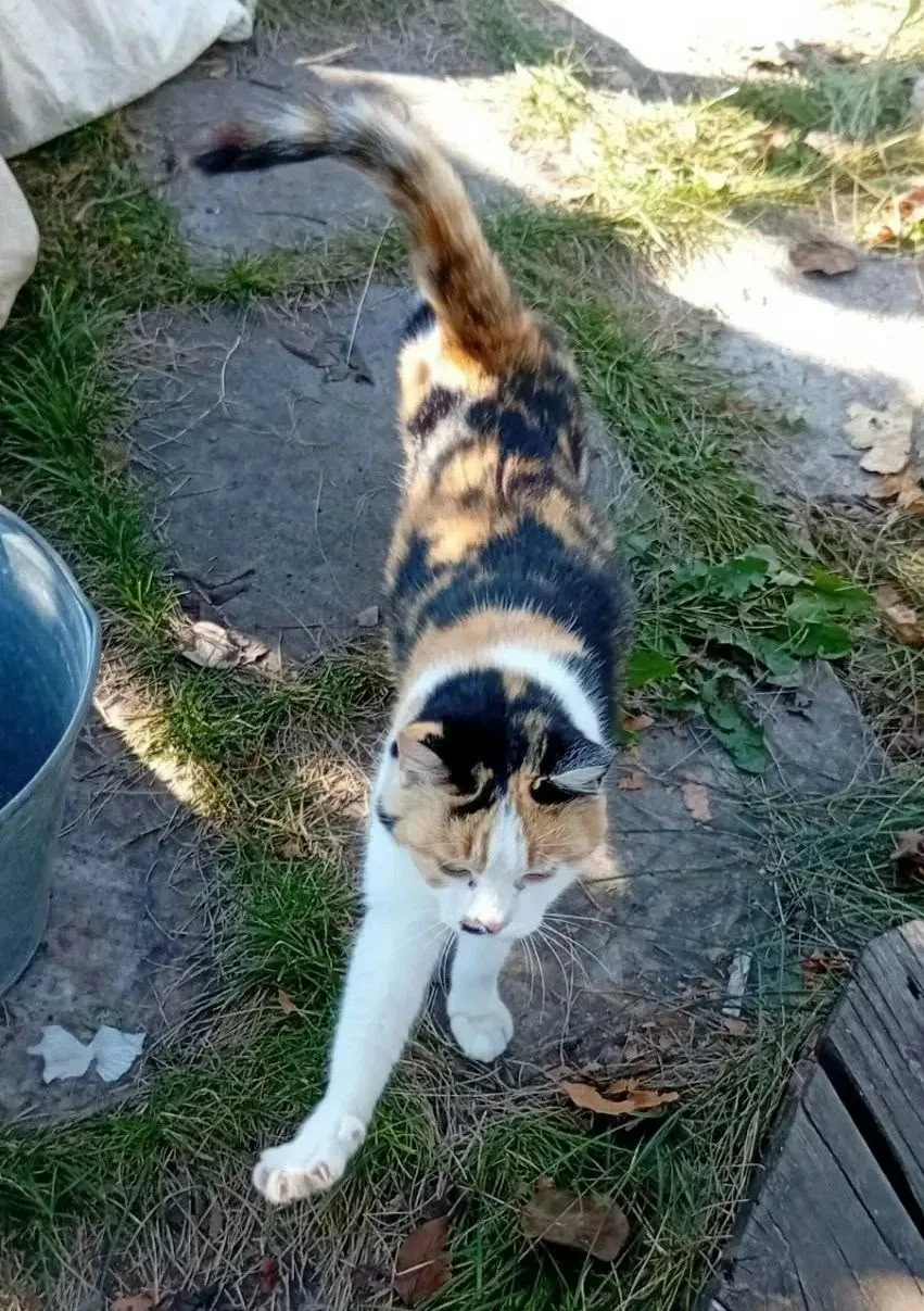 Помогите Марусе найти семью!🐈❤🏡