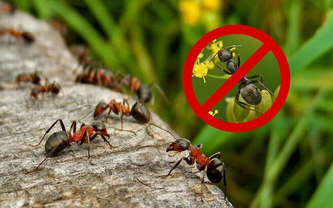 Как избавиться от муравьев в огороде🐜