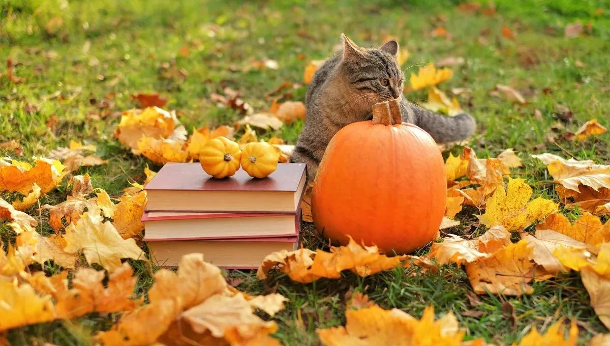 📚 Специальная подборка ко Дню учителя