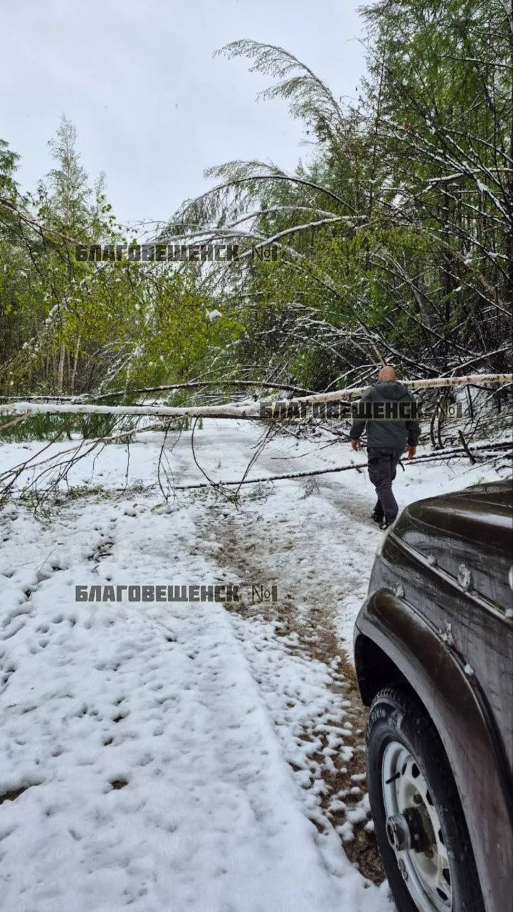 🥶Тындинский округ завалило снегом (фото)  А дороги — деревьями. На снимках — Ларба-Лопча 25.05.26.  