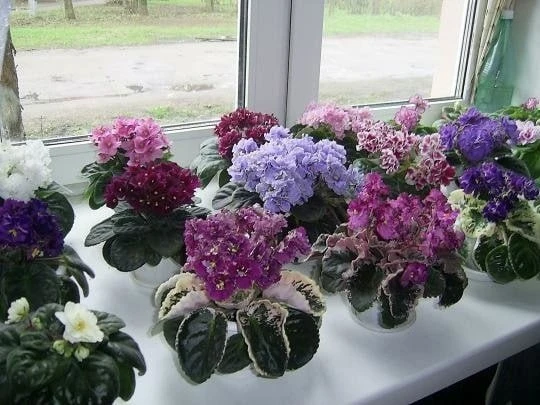 СЕНПОЛИЯ: ЛИСТ ИЛИ ДЕТКА? 🌿