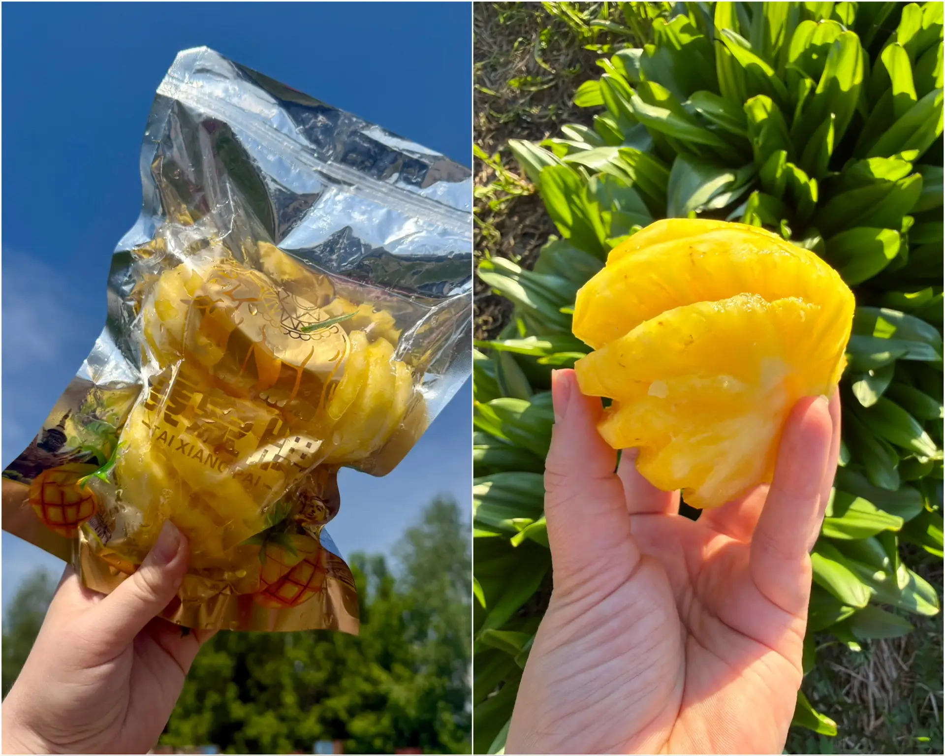 Также закупили уже полюбившиеся вам ананасы 🍍

Очищенные, в вакууме, сочные и сладкие) 
И поел и по