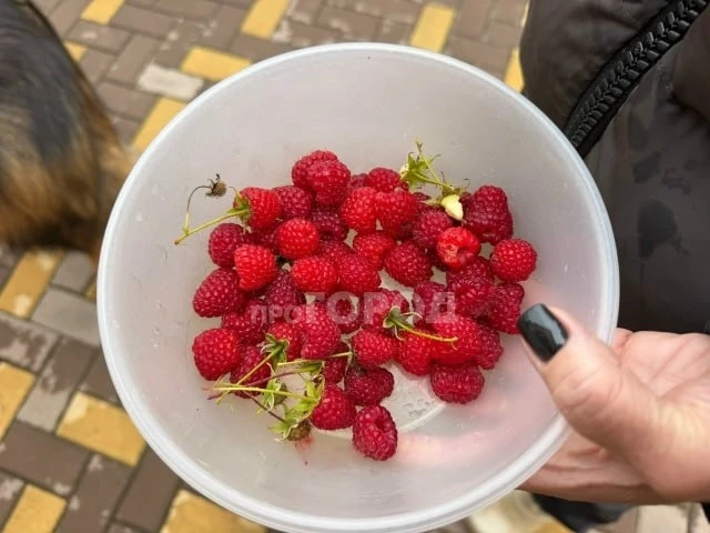 😍 Чепчане хвалятся поздней малиной! Делитесь своими дачными дарами 👇