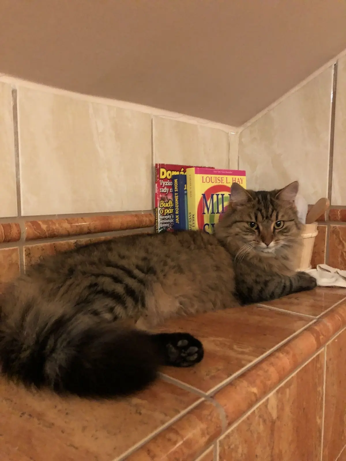 #КотикПодписчика 🥰