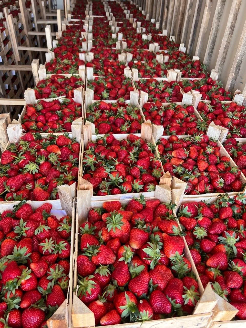 На клубнику тоже цена немного снизилась на этой неделе 🍓🔥  Уже загрузили , машина выехала к нам. При