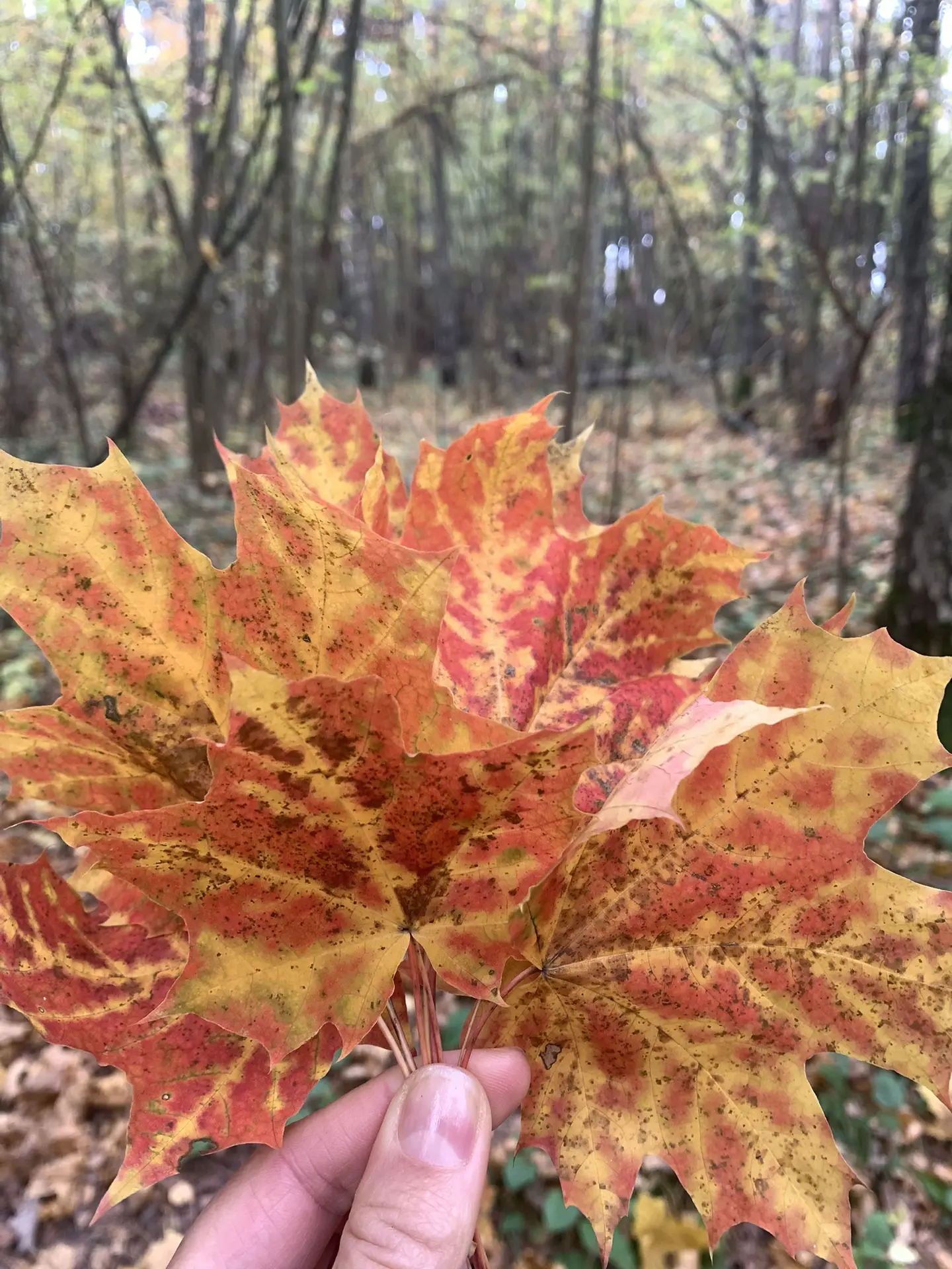 Вдохновляйтесь красотой осени🍁😊