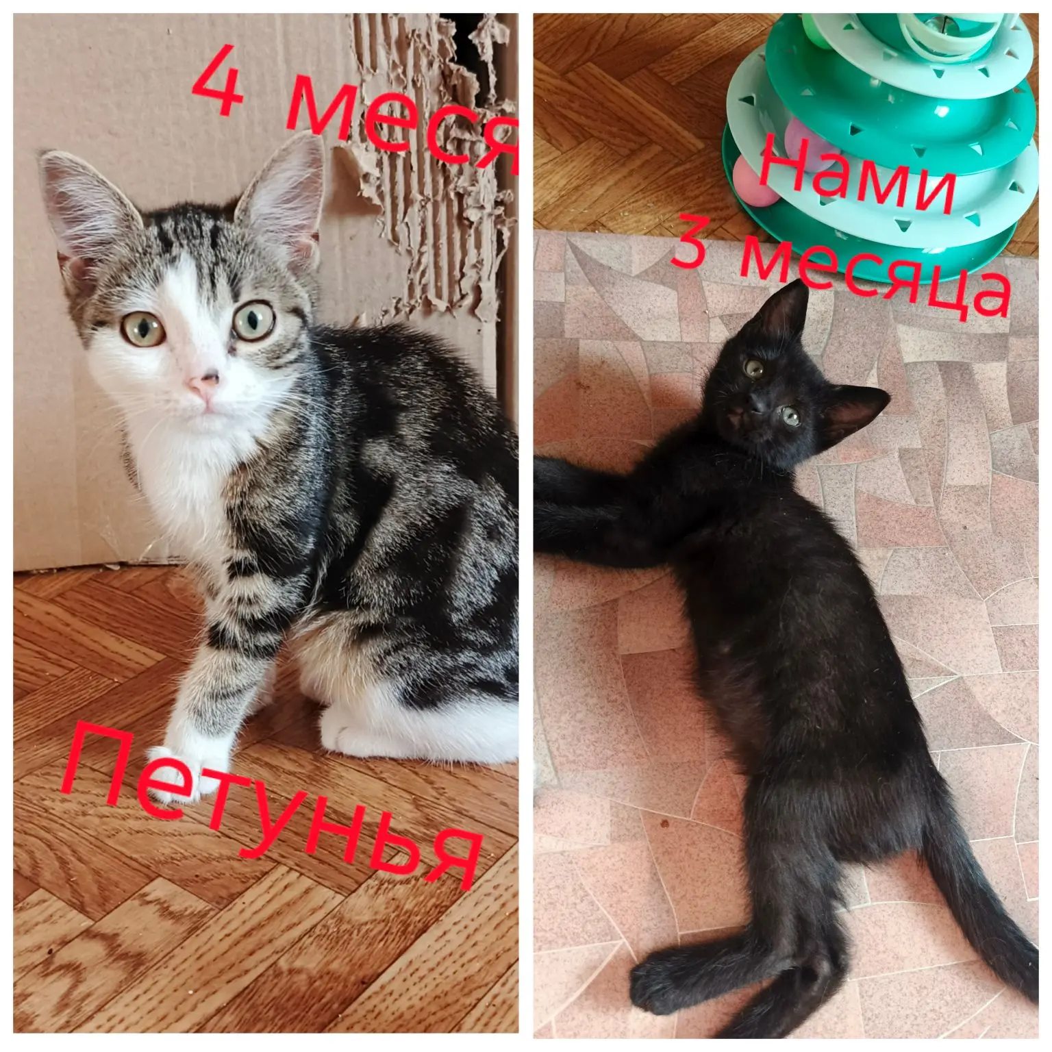 Майкоп. Две чудесные кошачьи девчонки 🐈ищут любящие ручки🙏. Трёхцветная Петунья❤️ и чёрная как ноч