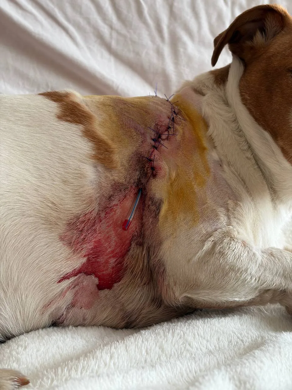 🐕 Агрессивные собаки загрызли питомца в Сормовском парке  В парке двое пьяных мужчин и женщина с дву