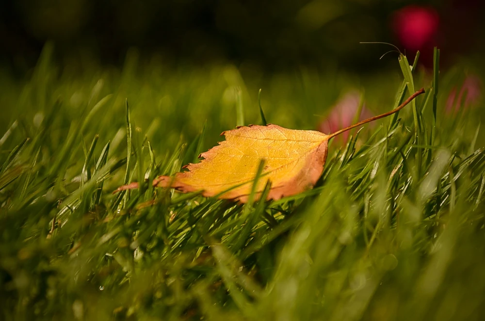 🍂 Бабье лето уступает место глубокой осени