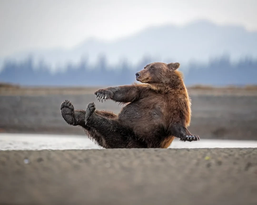 🔴 Фоточки из конкурса Comedy Wildlife Awards 2026 начинают подъезжать)))