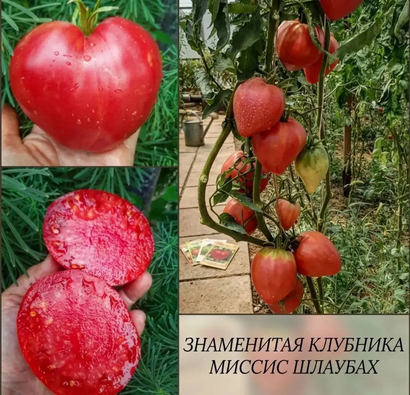 Новый набор редких сортов томатов!