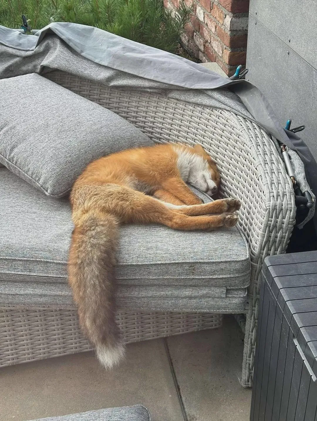 Что такое жить на Куршской косе? 🦊