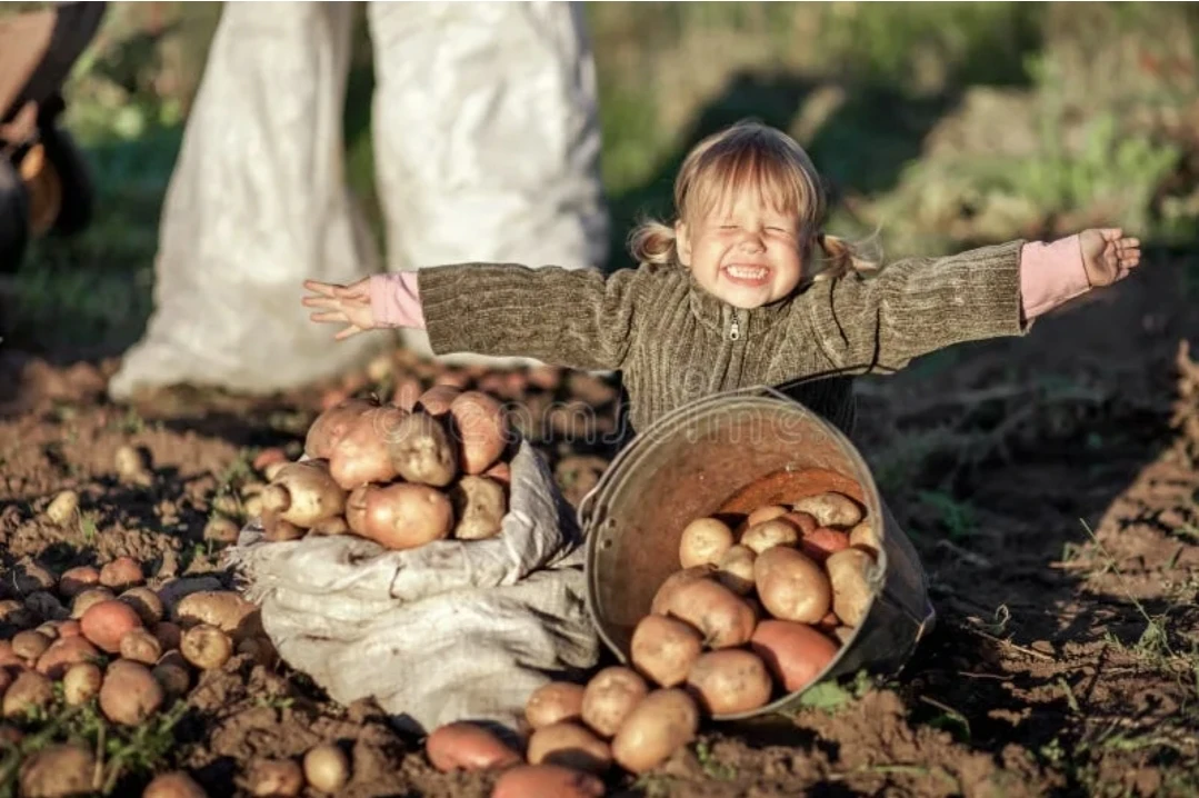 🥕🥔Осень — время, когда природа делится своими дарами. Это не просто сельскохозяйствен...