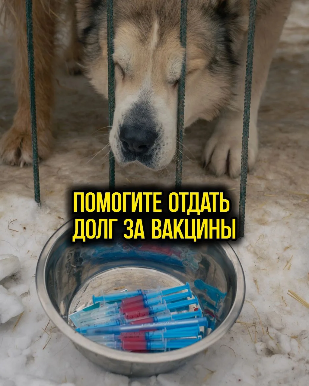 Друзья! помогите пожалуйста отдать долги за вакцины!