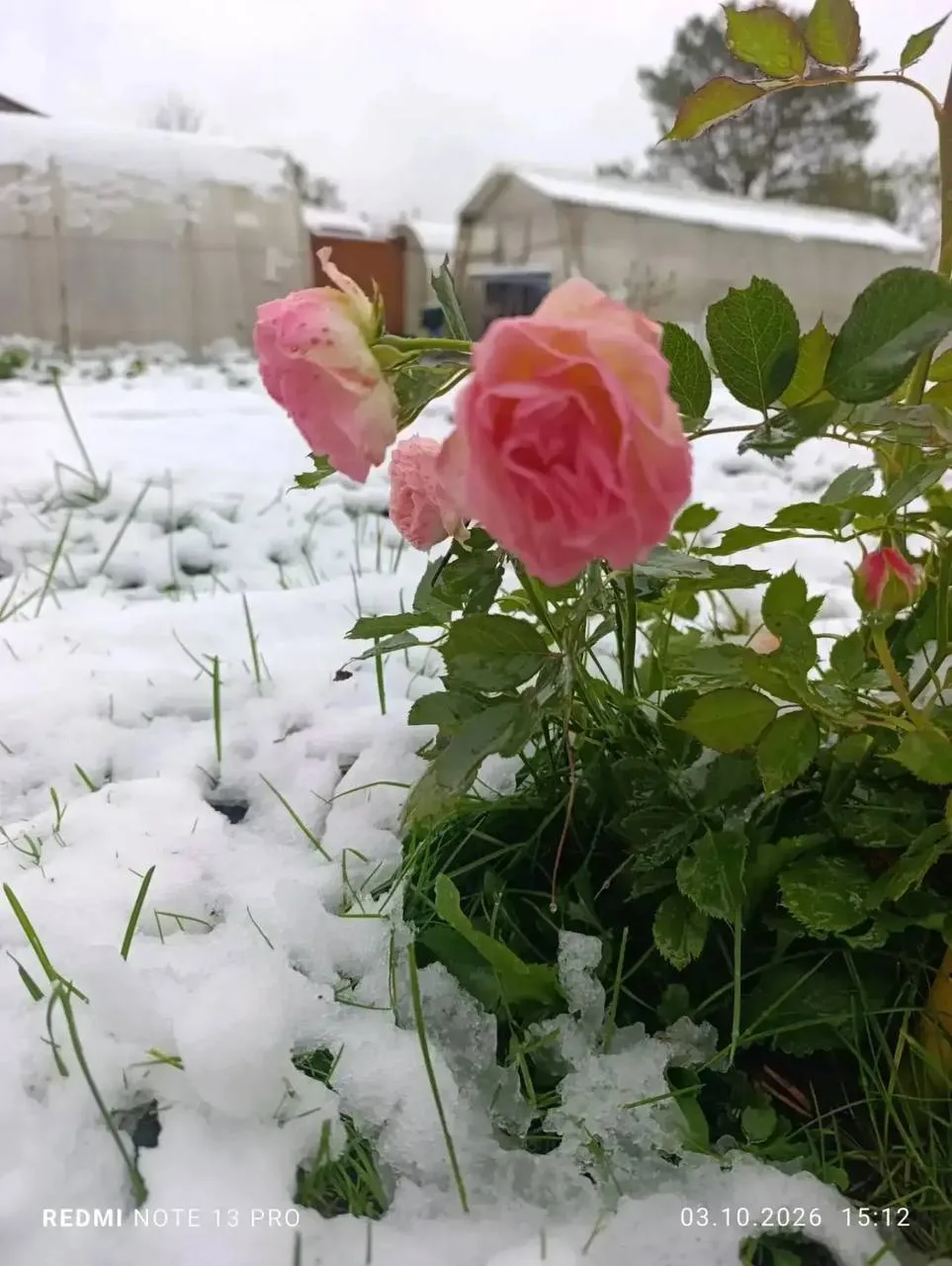 ❄️ Снег уже укрыл землю, а цветы всё ещё не сдаются.