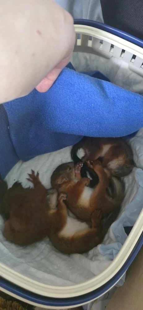 Нас завалило малышами😍