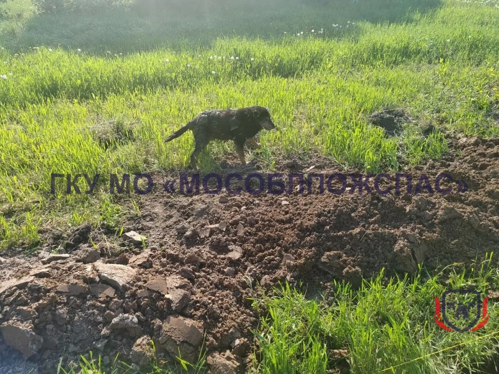 👀 Ещё одно спасение животного: пожарные вытащили собаку из глубокой ловушки с водой 🙏  📍Этот случай 